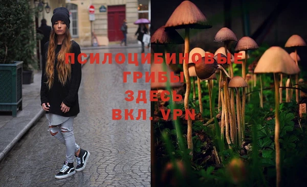 шишки Магас